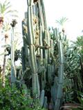 Peruvian Apple Cactus